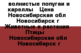 волнистые попугаи и кареллы › Цена ­ 700 - Новосибирская обл., Новосибирск г. Животные и растения » Птицы   . Новосибирская обл.,Новосибирск г.